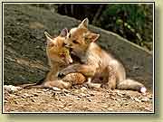 ������ ������. ���� 950x700 (73kb) ��������?