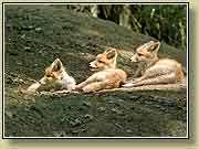 ������. ���� 950x700 (62kb) ��������?