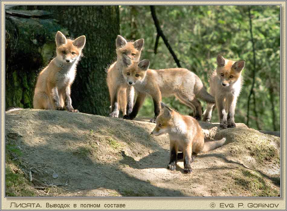 , Young foxes, Fox-cubs, Vulpes vulpes.  950700 (73kb)