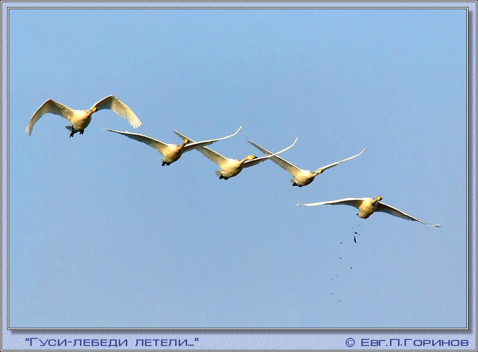 Фото по запросу Лебеди летят