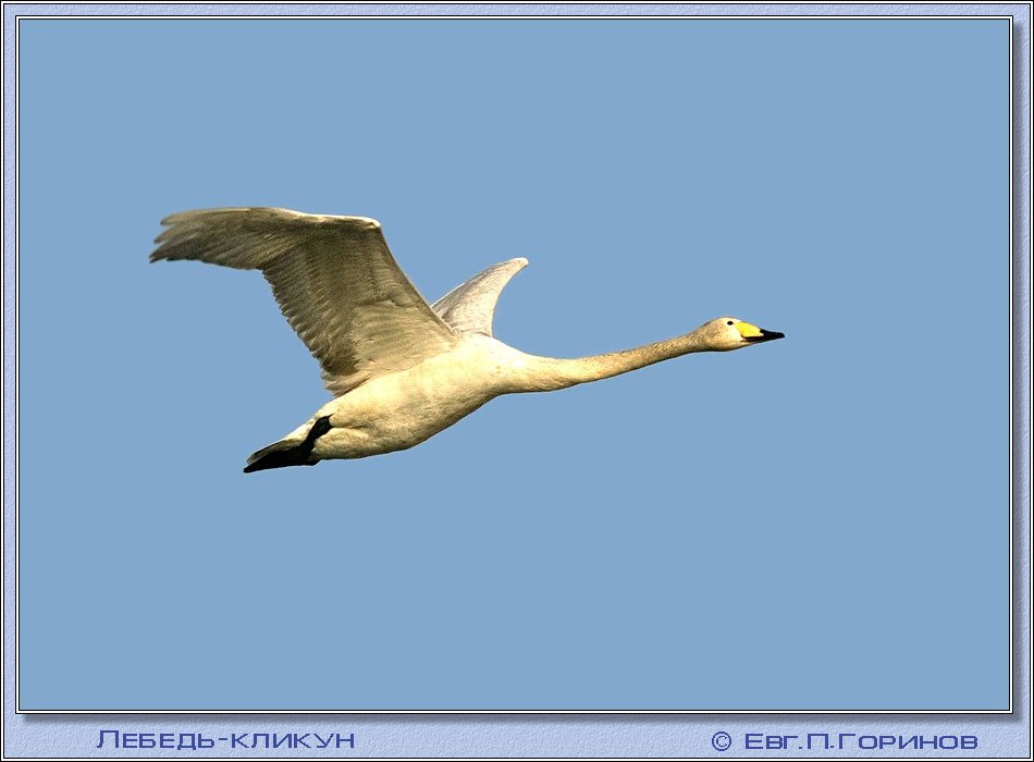 -, swan, hooper, Whooper Swan, Cygnus ygnus.  950700 (62kb)