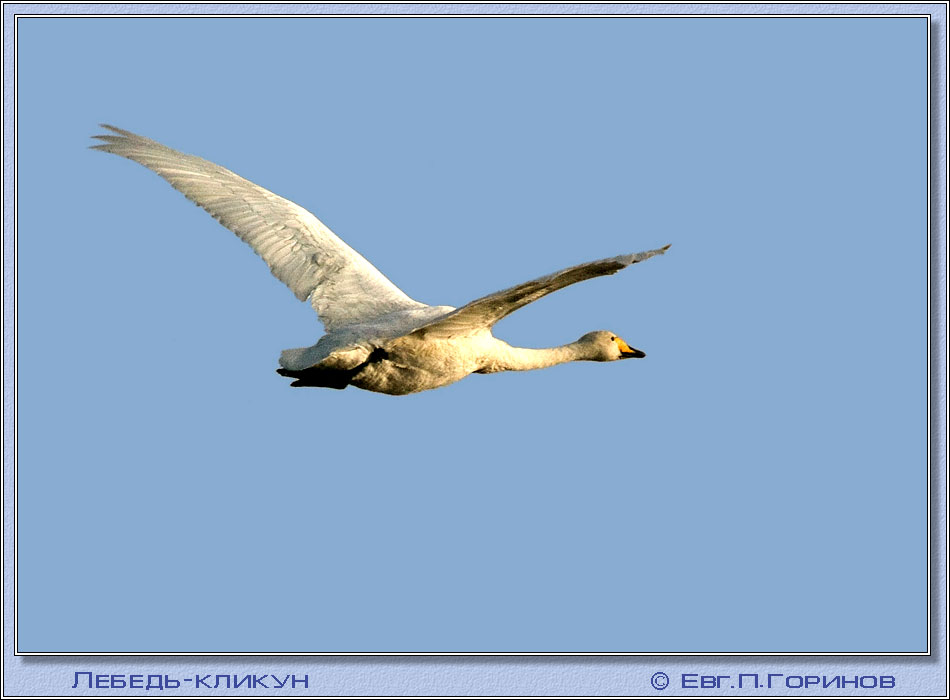 -, swan, hooper, Whooper Swan, Cygnus ygnus.  950700 (61kb)