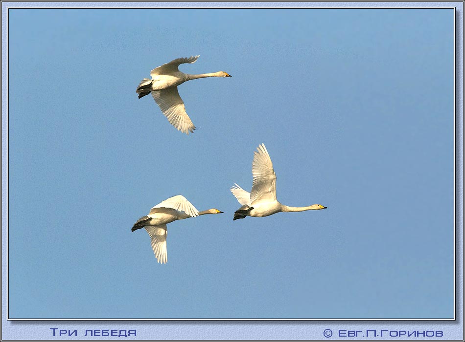 -, swan, hooper, Whooper Swan, Cygnus ygnus.  950700 (65kb)
