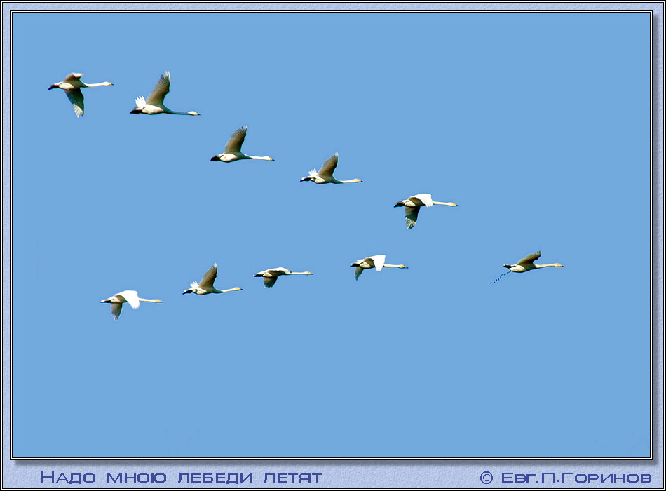 -, swan, hooper, Whooper Swan, Cygnus ygnus.  950700 (71kb)