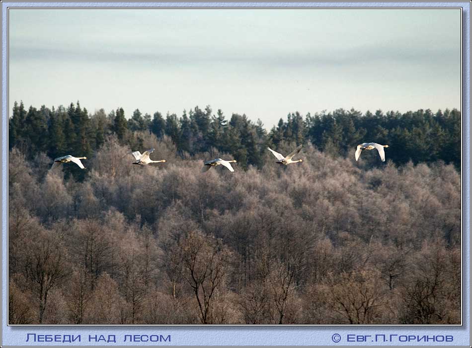   , swan, hooper, Whooper Swan, Cygnus ygnus.  950700 (81kb)