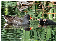 ��������� � ��������