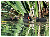 ��������� � ��������