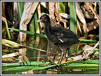 ������ ���������