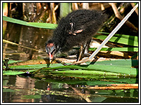 ������ ���������