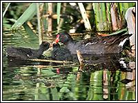 ��������� � ��������