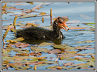 ������ ������