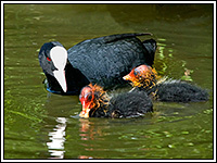 ������ � ��������